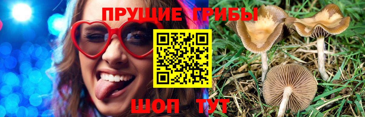 купить   Псилоцибиновые грибы MAGIC MUSHROOMS  Вход с VPN  Каменск-Шахтинский 